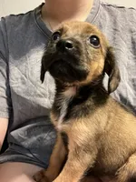 Luna, a female Beagle and Cocker Spaniel for sale in Raleigh, NC – 3 of 3
