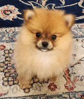 Miatchka, a female Pomeranian for sale in Burlington, NJ – Photo 8 of 9