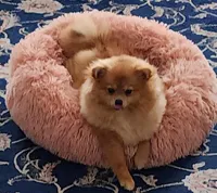 Miatchka, a female Pomeranian for sale in Burlington, NJ – Photo 5 of 9