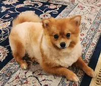 Miatchka, a female Pomeranian for sale in Burlington, NJ – Photo 3 of 9