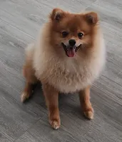 Miatchka, a female Pomeranian for sale in Burlington, NJ – Photo 6 of 9