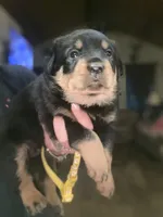 Yellow collar girl, a female Rottweiler for sale in Kilgore, TX – 2 of 8