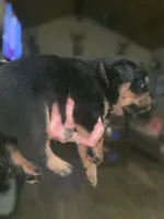 Pink collar girl , a female Rottweiler for sale in Kilgore, TX – 2 of 9