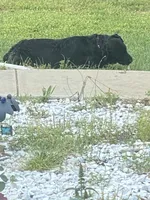 Yellow collar girl, a female Rottweiler for sale in Kilgore, TX – 4 of 8