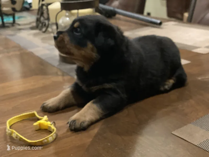 Yellow collar girl – Rottweiler puppy for sale in Kilgore, TX