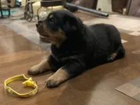 Yellow collar girl, a female Rottweiler for sale in Kilgore, TX – 1 of 8