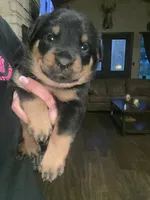 Pink collar girl , a female Rottweiler for sale in Kilgore, TX – 4 of 9