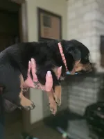 Pink collar girl , a female Rottweiler for sale in Kilgore, TX – 5 of 9
