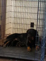 Yellow collar girl, a female Rottweiler for sale in Kilgore, TX – 5 of 8