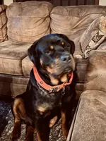 Pink collar girl , a female Rottweiler for sale in Kilgore, TX – 3 of 9