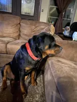 Yellow collar girl, a female Rottweiler for sale in Kilgore, TX – 7 of 8
