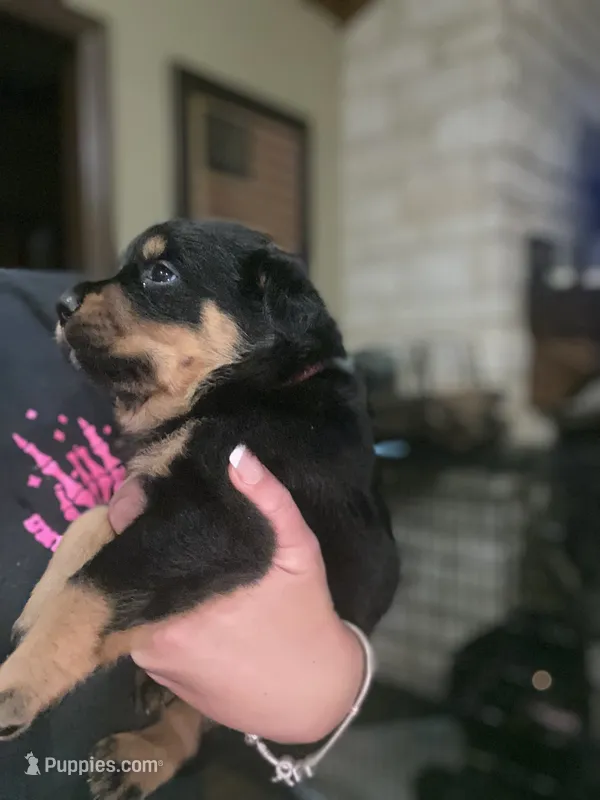 Pink collar girl  – Rottweiler puppy for sale in Kilgore, TX