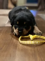 Yellow collar girl, a female Rottweiler for sale in Kilgore, TX – 8 of 8