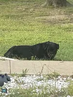 Pink collar girl , a female Rottweiler for sale in Kilgore, TX – 8 of 9