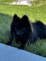 Bear, a male Pomeranian for sale in Circle Pines, MN – 3 of 4