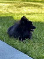 Bear, a male Pomeranian for sale in Circle Pines, MN – 2 of 4