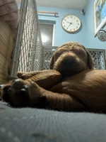 George, a male Goldendoodle and Irish Doodle for sale in Rockledge, FL – 7 of 10
