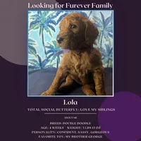 Lola, a female Goldendoodle and Irish Doodle for sale in Rockledge, FL – 7 of 10