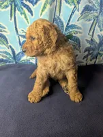 Ollie, a male Goldendoodle and Irish Doodle for sale in Rockledge, FL – 1 of 10