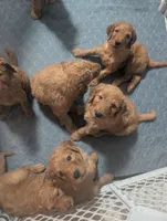 Charles Jr, a male Goldendoodle and Irish Doodle for sale in Rockledge, FL – 7 of 8