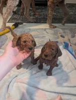 Summer, a female Goldendoodle and Irish Doodle for sale in Rockledge, FL – 5 of 9