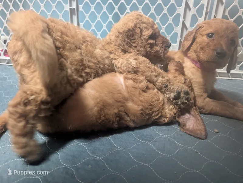 Charles Jr – Goldendoodle, Irish Doodle puppy for sale in Rockledge, FL