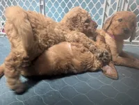 Charles Jr, a male Goldendoodle and Irish Doodle for sale in Rockledge, FL – 1 of 8