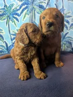 Summer, a female Goldendoodle and Irish Doodle for sale in Rockledge, FL – 4 of 9