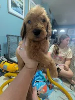 Charles Jr, a male Goldendoodle and Irish Doodle for sale in Rockledge, FL – 4 of 8