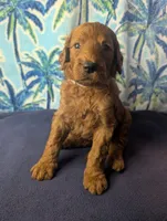 Summer, a female Goldendoodle and Irish Doodle for sale in Rockledge, FL – 6 of 9