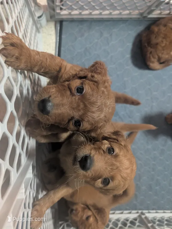 Lola – Goldendoodle, Irish Doodle puppy for sale in Rockledge, FL