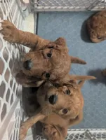 Lola, a female Goldendoodle and Irish Doodle for sale in Rockledge, FL – 1 of 10