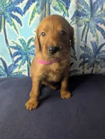Ziggy, a female Goldendoodle and Irish Doodle for sale in Rockledge, FL – 5 of 10