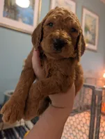 Lola, a female Goldendoodle and Irish Doodle for sale in Rockledge, FL – 4 of 10