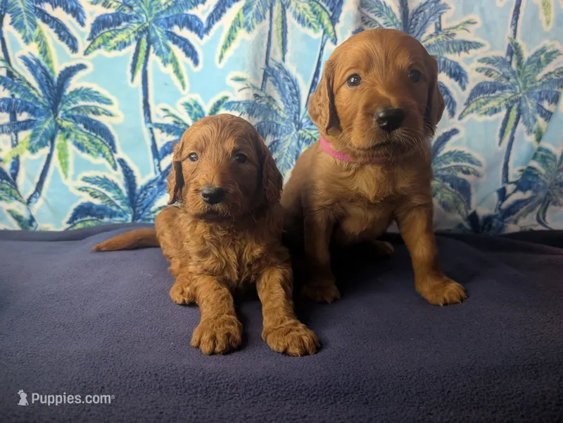 Ziggy – Goldendoodle, Irish Doodle puppy for sale in Rockledge, FL