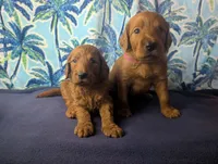 Ziggy, a female Goldendoodle and Irish Doodle for sale in Rockledge, FL – 1 of 10
