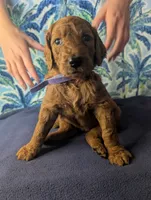 Lola, a female Goldendoodle and Irish Doodle for sale in Rockledge, FL – 8 of 10