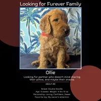 Ollie, a male Goldendoodle and Irish Doodle for sale in Rockledge, FL – 4 of 10