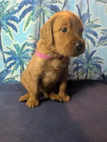Ziggy, a female Goldendoodle and Irish Doodle for sale in Rockledge, FL – 8 of 10