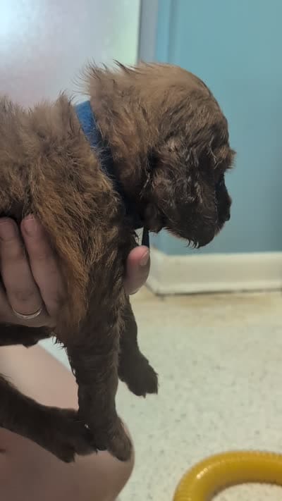 George, a male Goldendoodle and Irish Doodle for sale in Rockledge, FL – 2 of 10