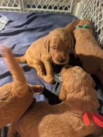 Mocha (Runt), a male Goldendoodle and Irish Doodle for sale in Rockledge, FL – 2 of 10