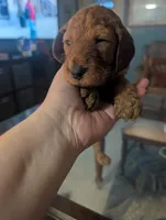 Mocha (Runt), a male Goldendoodle and Irish Doodle for sale in Rockledge, FL – 8 of 10