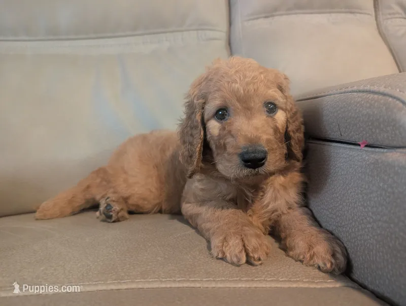 Charles Jr – Goldendoodle, Irish Doodle puppy for sale in Rockledge, FL