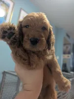 Ollie, a male Goldendoodle and Irish Doodle for sale in Rockledge, FL – 3 of 10