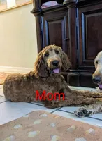 Ziggy, a female Goldendoodle and Irish Doodle for sale in Rockledge, FL – 9 of 10
