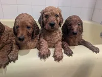 Charles Jr, a male Goldendoodle and Irish Doodle for sale in Rockledge, FL – 5 of 8