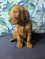 George, a male Goldendoodle and Irish Doodle for sale in Rockledge, FL – 3 of 10