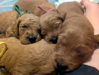 Ziggy, a female Goldendoodle and Irish Doodle for sale in Rockledge, FL – 4 of 10