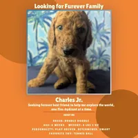 Charles Jr, a male Goldendoodle and Irish Doodle for sale in Rockledge, FL – 2 of 8