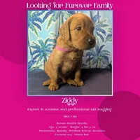 Ziggy, a female Goldendoodle and Irish Doodle for sale in Rockledge, FL – 7 of 10
